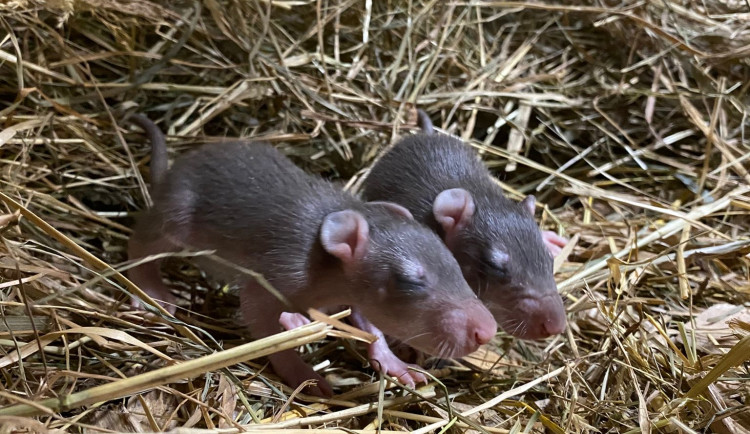 Co se děje v jihlavské zoo? Mláďata se mají čile k světu, zvířata dostala pololetní vysvědčení