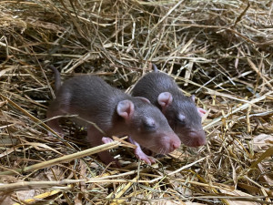 Co se děje v jihlavské zoo? Mláďata se mají čile k světu, zvířata dostala pololetní vysvědčení