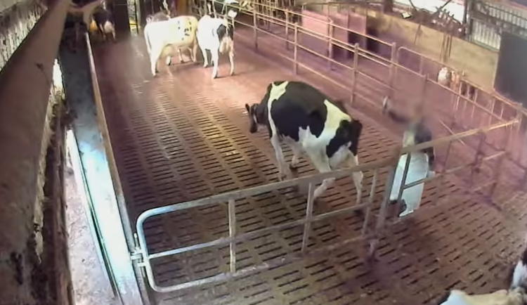 Skryté kamery v osmi kravínech na Vysočině. Spolek upozorňuje na pracovníky, kteří kopou do zvířat