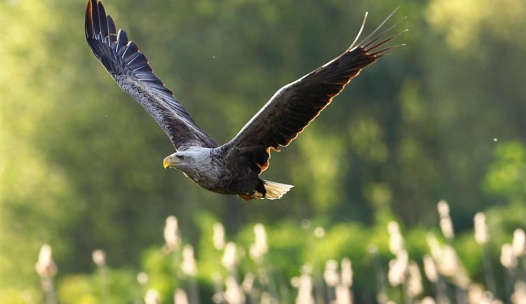 Kraj Vysočina vyzývá lesníky, aby netěžili dřevo při hnízdění orlů mořských. Foto: Se svolením Kraje Vysočina