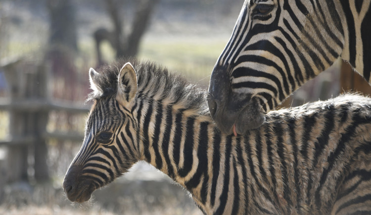 Pruhovaná radost v zoo. V Jihlavě se narodilo mládě zebry. Na svět přišlo také jehně