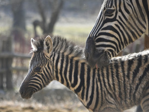 Pruhovaná radost v zoo. V Jihlavě se narodilo mládě zebry. Na svět přišlo také jehně