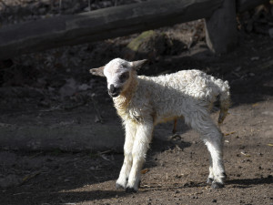 Jehně ovce valašky. Foto: Se svolením Zoologické zahrady Jihlava