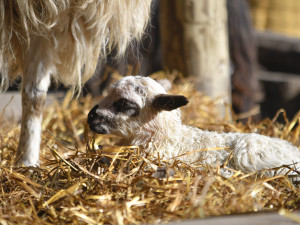 Jehně ovce valašky. Foto: Se svolením Zoologické zahrady Jihlava
