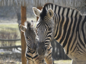Mládě zebry Burchellovy. Foto: Se svolením Zoologické zahrady Jihlava