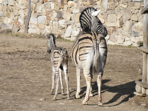 Mládě zebry Burchellovy. Foto: Se svolením Zoologické zahrady Jihlava