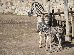 Mládě zebry Burchellovy. Foto: Se svolením Zoologické zahrady Jihlava