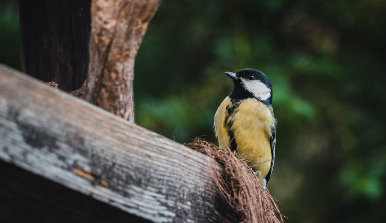 Ptačí hodinky se zúčastnilo rekordních 36 tisíc lidí. Českým krmítkům stále vládne sýkora koňadra