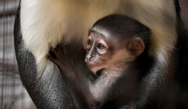 FOTO: Jihlavská zoo má mládě kriticky ohroženého kočkodana. Jeho matka dostává čaj na podporu kojení