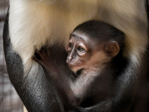 FOTO: Jihlavská zoo má mládě kriticky ohroženého kočkodana. Jeho matka dostává čaj na podporu kojení