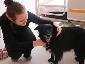 Za pacienty do novoměstské nemocnice chodí čtyřnohý lékař lidských duší. Foto: Se svolením Nemocnice Nové Město na Moravě