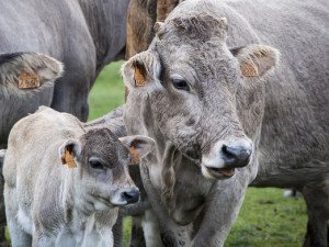 Krajská agrární komora na Vysočině odsoudila neetické zacházení se zvířaty. Dělají se mimořádné kontroly