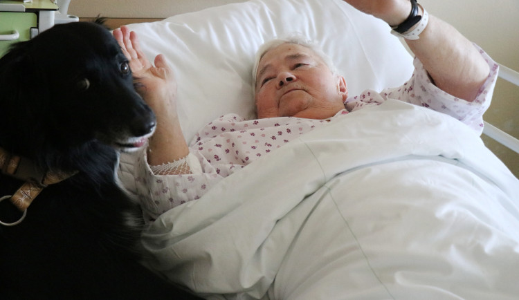 Za pacienty do novoměstské nemocnice chodí čtyřnohý lékař lidských duší. Foto: Se svolením Nemocnice Nové Město na Moravě