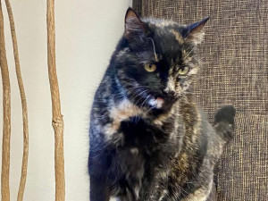 HLEDÁME PÁNÍČKA XIII.: Mazlivá kočka Ťapka a smutný kocour Mikeš by si rádi užili svůj kočičí důchod