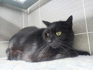 HLEDÁME PÁNÍČKA XIII.: Mazlivá kočka Ťapka a smutný kocour Mikeš by si rádi užili svůj kočičí důchod