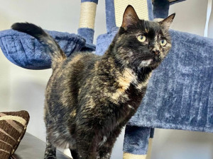 HLEDÁME PÁNÍČKA XIII.: Mazlivá kočka Ťapka a smutný kocour Mikeš by si rádi užili svůj kočičí důchod