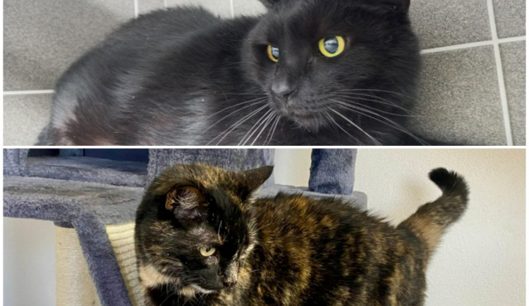 Mazlivá kočka Ťapka a smutný kocour Mikeš by si rádi užili svůj kočičí důchod