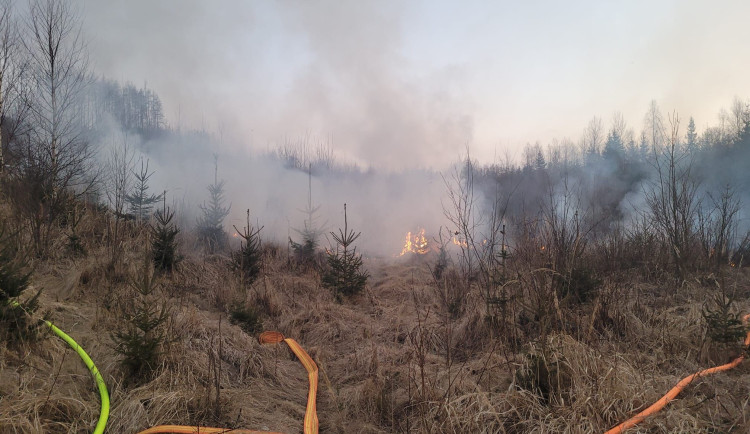 Žhář z Bruntálska v lesích napáchal škodu za desítky tisíc. Policisté prověřují stopy a možná svědectví
