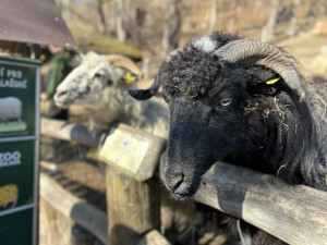 VIDEO: Konec prázdnin v Zoo Jihlava. Snové počasí, davy návštěvníků a nahřáté zvířecí kožíšky