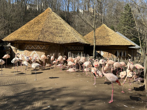 VIDEO: Konec prázdnin v Zoo Jihlava. Snové počasí, davy návštěvníků a nahřáté zvířecí kožíšky