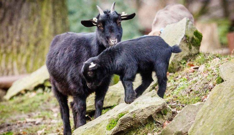 Tragická ztráta v ostravské zoo. Koza měla v žaludku kouli z plastových sáčků o velikosti grepu, uhynula