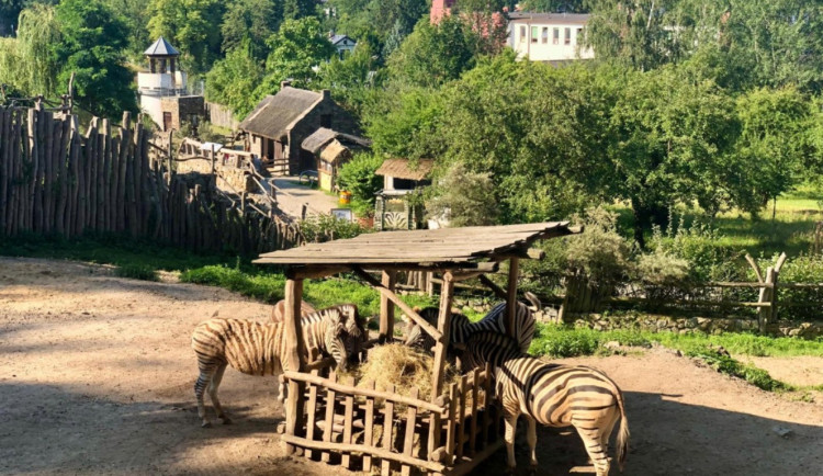 Jihlavská zoo má kvůli riziku slintavky u vstupu dezinfekční rohože. Akce pro veřejnost neruší