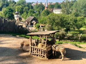 Jihlavská zoo má kvůli riziku slintavky u vstupu dezinfekční rohože. Akce pro veřejnost neruší