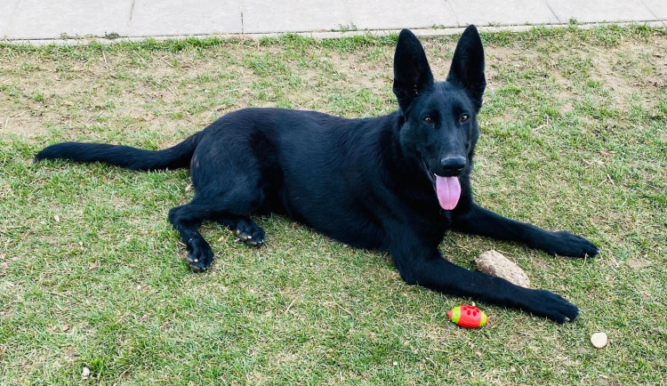 Veselé štěně s neveselou minulostí. Aron potřebuje spoustu lásky a dostatek péče