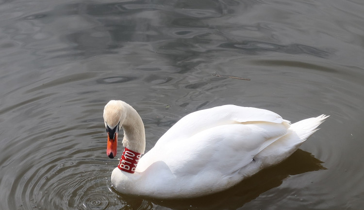 Obávaný Trenér a postrach kanoistů se ukázal v Plzni. Agresivního labuťáka spatřili u loděnice na Radbuze