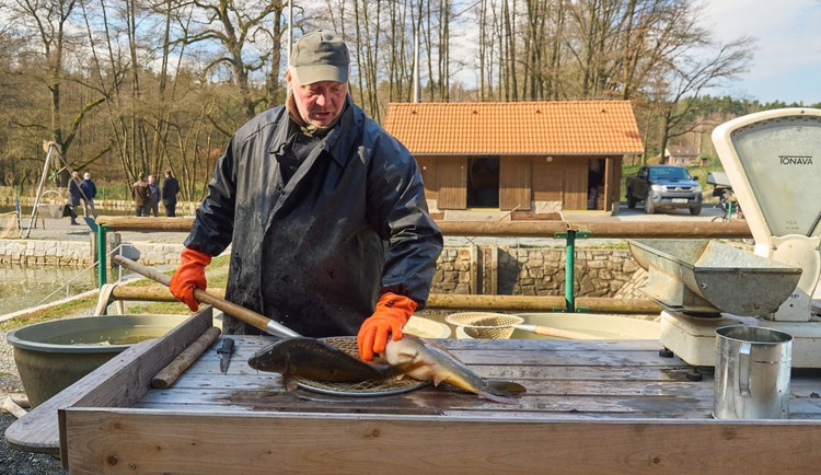 Plzeňané mohou opět na městských sádkách nakoupit před Velikonocemi ryby, ceny zůstávají stejné
