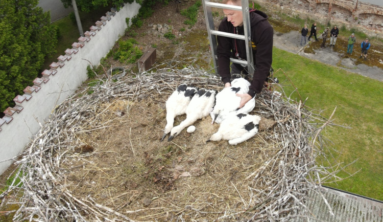 Adoptovaný čáp z trojice osiřelých mláďat si našel partnerku a k radosti ochranářů už hnízdí