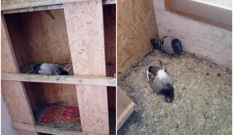 Týrání a usmrcování zvířat v holubníku na půdě radnice. Město nařčení odmítá