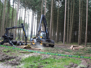 Kůrovcová kalamita v lesích ustoupila, ale kvůli suchu se výhledově může vrátit