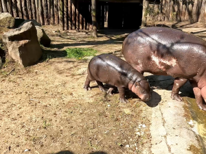 VIDEO: Mládě hrošíka liberijského chodí ven, návštěvníci ho tam mohou spatřit