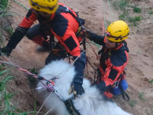 Hasiči na Žďársku vytáhli psa z kamenolomu. Chlapi, děkuji mnohokrát, říká majitelka