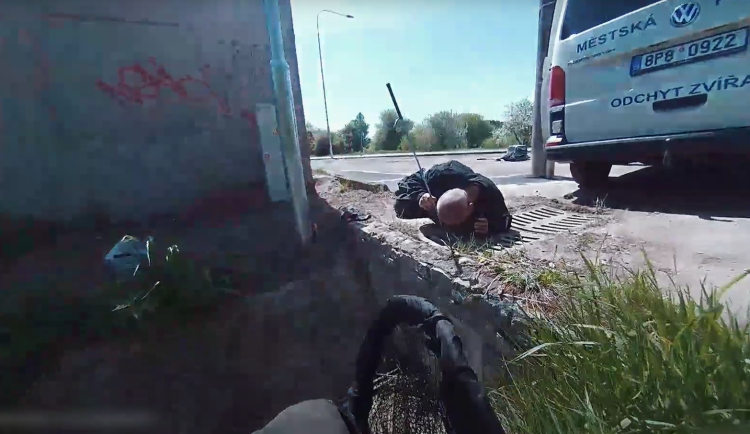 Kachňata spadla do kanálu a nemohla ven, strážníci je vyštouchali na svobodu