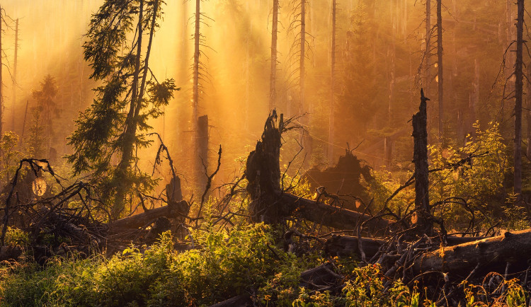NP Šumava je krůček od nejvyšší světové ligy, ohrozit to ale může novela zákona