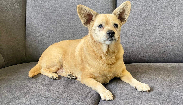 Pes Majky má na svůj věk hodně energie, rád je i na gauči