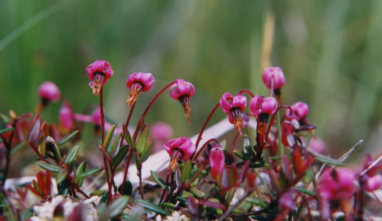Přírodní rezervace v Českém lese už přes 50 let chrání vzácná rašeliniště