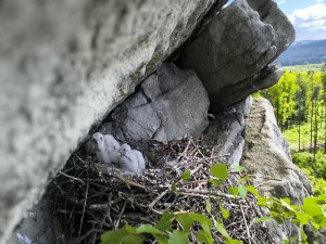 Ve Žďárských vrších mají sokoli dvě mláďata, předtím tam nehnízdili desítky let