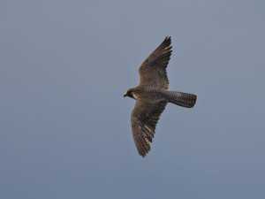 Ve Žďárských vrších mají sokoli dvě mláďata, předtím tam nehnízdili desítky let