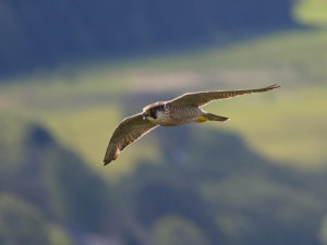 Ve Žďárských vrších mají sokoli dvě mláďata, předtím tam nehnízdili desítky let