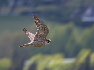 Ve Žďárských vrších mají sokoli dvě mláďata, předtím tam nehnízdili desítky let