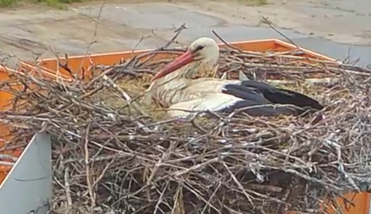 Čápi v Henčově mají tři mladé, lidi je mohou denně sledovat v televizi. Foto: Se svolením SMJ