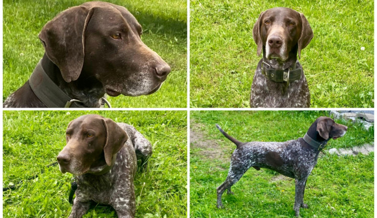 Sedmiletý ohař Borek miluje házení míčku a výlety