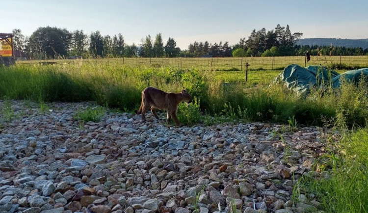 Pátrání po pumě na Sokolovsku pokračuje. Uspávací střela nezabrala