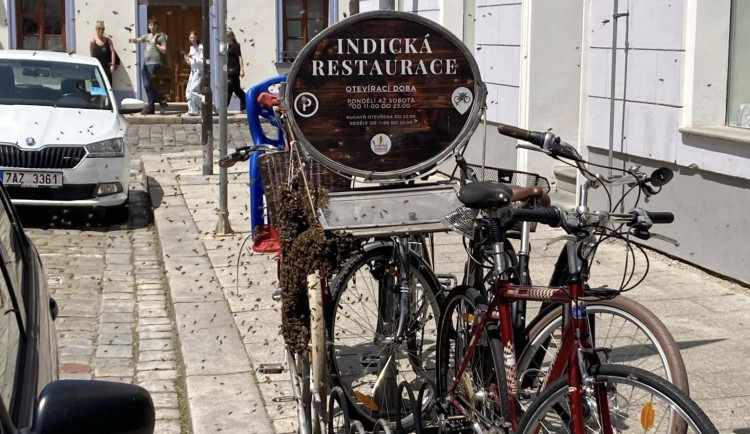 V centru Budějc se usadil roj včel. Postarat se o něj museli hasiči