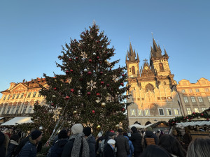 Praha hledá vánoční strom na Staromák, za dobrý tip z celé ČR nabízí deset tisíc