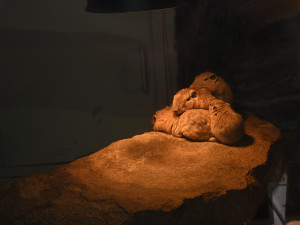 FOTO: Vstup za korunu, nebo komentovaná krmení zvířat. Prázdniny lákají do zoo