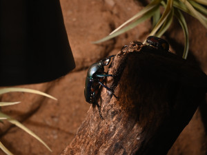 FOTO: Vstup za korunu, nebo komentovaná krmení zvířat. Prázdniny lákají do zoo